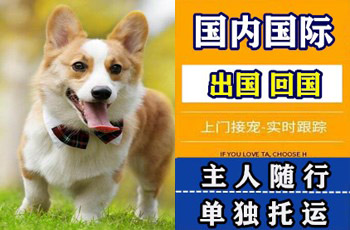东方市宠物托运公司东方市宠物托运公司东方市宠物托运公司