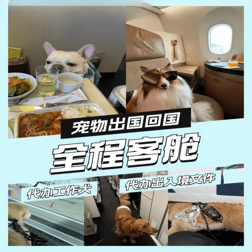 东方市宠物托运到白俄罗斯宠物入境规定和要求